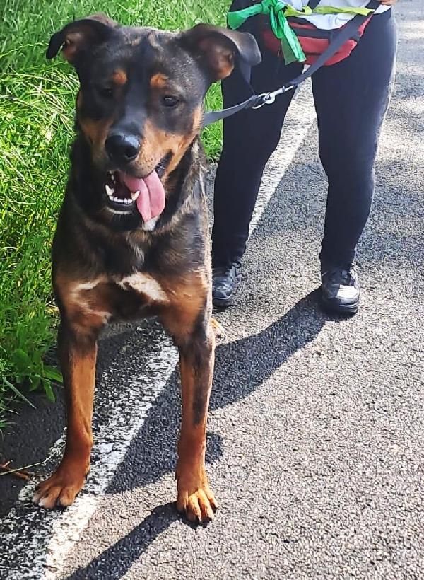 Tiglio delicato cucciolotto mix Rott, ipovedente a un occhio Foto 4